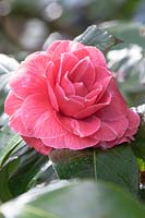 Camellia japonica 'Frans Van Damme' 