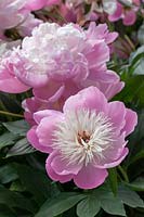 Paeonia lactiflora Peony 'Bowl of Beauty' 