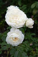 Rosa Rose 'Tranquillity'