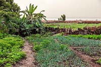 Farm garden, The Gambia. Gardens are cultivated during the dry season at Albreda and Juffureh, growing staples such as onions, chillis and bananas. These are almost exclusively under the women's control. A ramshackle fence is constructed of scavenged bits of corrugated iron. The River Gambia can be seen in the background.