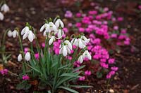 Galanthus 'Brenda Troyle' with Cyclamen coum.