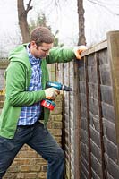Man repairing a wooden fence panels using a drill.