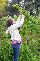 Woman pruning the tips of raspberry canes. 