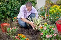 Removing dead flowers in border and replacing with a foliage plant - yucca.