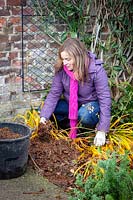 Woman mulching an agapanthus for winter protection. 