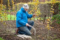 Using a tree bark protector on young trees to protect  against rabbit damage