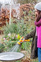 Woman rinsing soapy water from a bird bath with garden hose. 