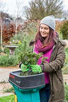 Woman shredding a christmas tree in garden shredder. 