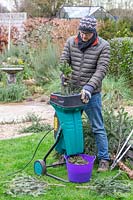 Man shredding a christmas tree in garden shredder. 