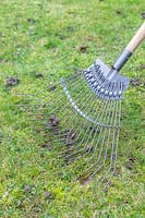 Raking dried worm castings on lawn to spread them out and stop them from being compacted into the grass. 