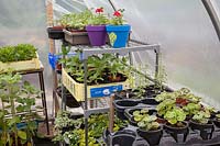 Interior of polytunnel with tender annuals on shelves. Allotment: Wendy Gordon, Well Bean Gardening.
