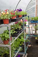 Interior of polytunnel with tender annuals on shelves. Allotment: Wendy Gordon, Well Bean Gardening.
