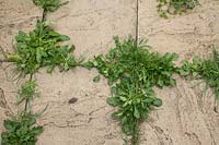 Weeds growth between paving slabs on patio. 