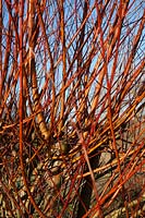 Salix alba var. vitellina 'Britzensis' - Scarlet Willow