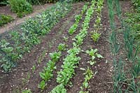 Recently hoed vegetable patch with broad beans, salad onions, spinach, beetroot and radish. 