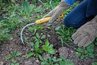 Kneeling down to use a hand weeding tool to lift out small, annual weeds
 including sow thistle, groundsel, dandelion, cranesbill
