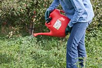 Applying a weedkiller, using a dedicated watering can fitted with a rose, in an orchard
 area to control perennial weeds
  