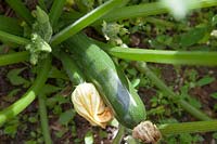 Courgette 'Tuscany' fruiting and ready for picking