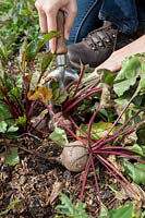 Kneeling down to lift roots of beetroot 'Pablo' using a hand fork
