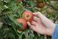 Picking Malus domestica 'Cox's Orange Pippin' - apples