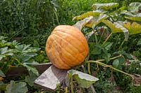 Growing a pumpkin so large fruit is resting a wooden board to avoid
 soil contamination and so skin damage