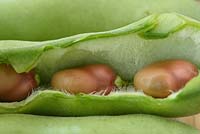 Vicia faba 'Karmazyn' - Broad bean 'Karmazyn' Picked pods