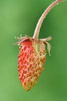Fragaria vesca 'Regina' - Wild Strawberry 'Regina' - Different stages of ripeness