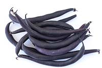 Phaseolus vulgaris 'Purple Teepee' - Dwarf French Bean 'Purple Teepee'