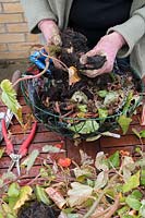 Gardener emptying a hanging basket and saving begonia corms.  