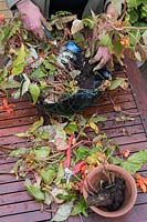 Gardener emptying a hanging basket and saving begonia corms in autumn on a garden table. 