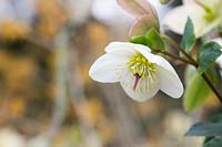 Helleborus x glandorfensis 'Ice N' Roses' 'White' - hellebore 