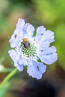 Bee on Scabiosa flower. 