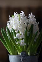 Hyacinthus orientalis 'White Pearl' - Hyacinth 'White Pearl'