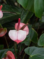 Anthurium - Painter's Palette 