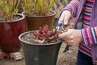 Person cutting back pot grown Sarracenias with secateurs.
