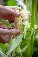 Peeling back leaves of Zea mays - sweetcorn -  to see if it is soft and ready to harvest. Pressing to see if milky liquid comes out.