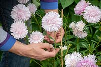 Supporting stems of Symphyotrichum - asters - using garden twine and canes