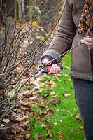 Pruning apple cordons in dormant season, cutting back by a third
 to just above a bud