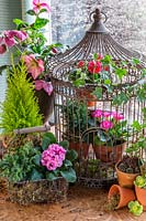 Large metal birdcage with terracotta pots of flowering Primulas, Helleborus and conifers