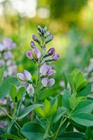 Baptisia 'Pink Truffles'