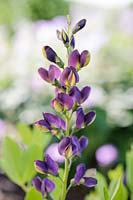 Baptisia 'Grape Taffy'