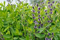 Baptisia 'Purple Eclipse'