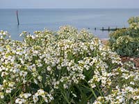 Crambe maritima - Sea Kale