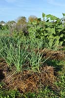 Allium ampeloprasum - Perennial Leek growing in a lasagna bed