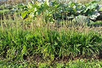 Plantago coronopus - Buck's Horn Plantain growing on a lasagna bed