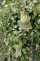 Bagged Pears on tree to avoid pest attacks