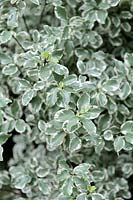 Pittosporum tenuifolium 'Silver Queen'