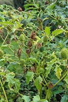 Datura stramonium - thornapple - showing developing seedpods, poisonous weed