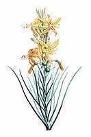 Asphodeline lutea - yellow asphodel - botanical illustration by botanist and painter Pierre-Joseph Redoute