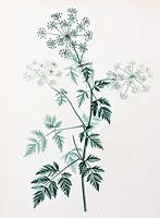 Conium maculatum - hemlock - botanical illustration by botanist and painter Pierre-Joseph Redoute